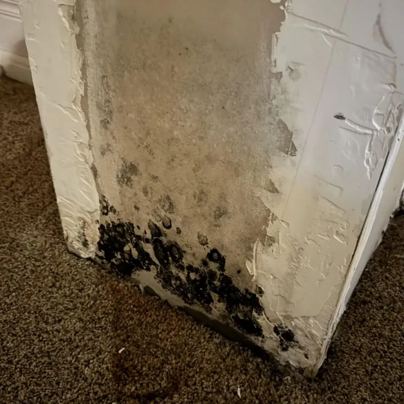 Professional Mold Removal in Garrett, WA
